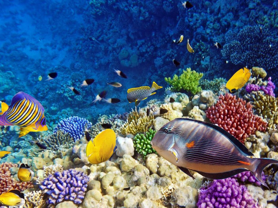 Marsa Alam Coral Reef