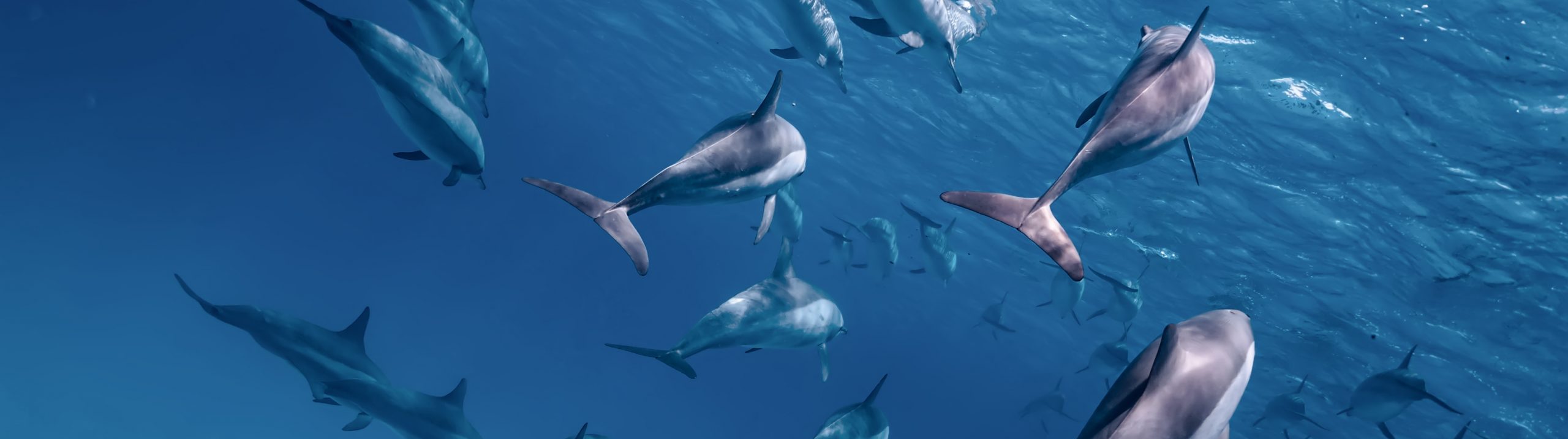 Sataya Dolphin Reef