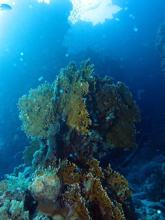 St. Johns Dangerus Reef