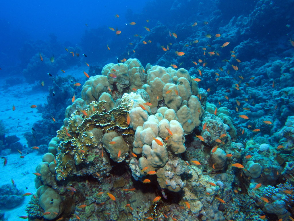 St. Johns Dangerus Reef