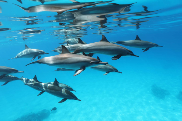 Sataya Dolphin Reef 2 Days – 4EVERSEA